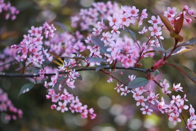 Prunus padus 'Colorata'- střemcha obecná 'Colorata' - květenství (3)